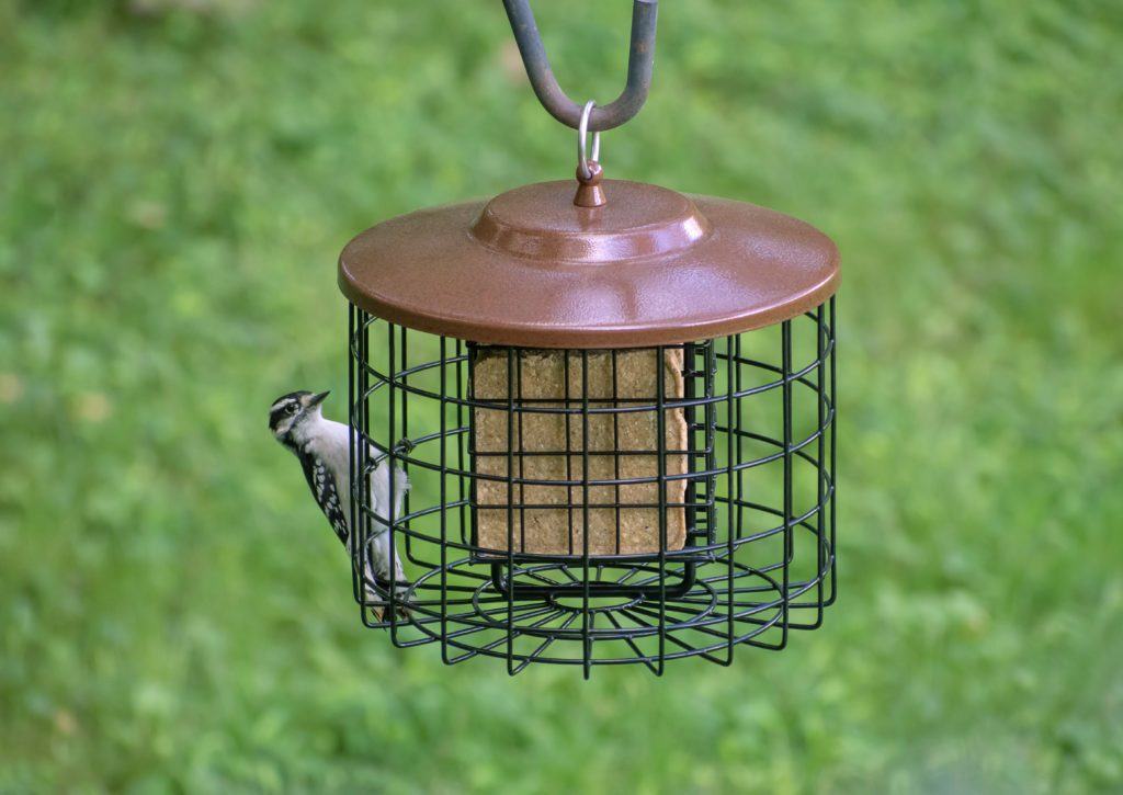 Plus d'oiseaux, Squirrel-X™ Double Suet Cage Mangeoire à oiseaux à l'épreuve des écureuils, capacité de 2 gâteaux de suif