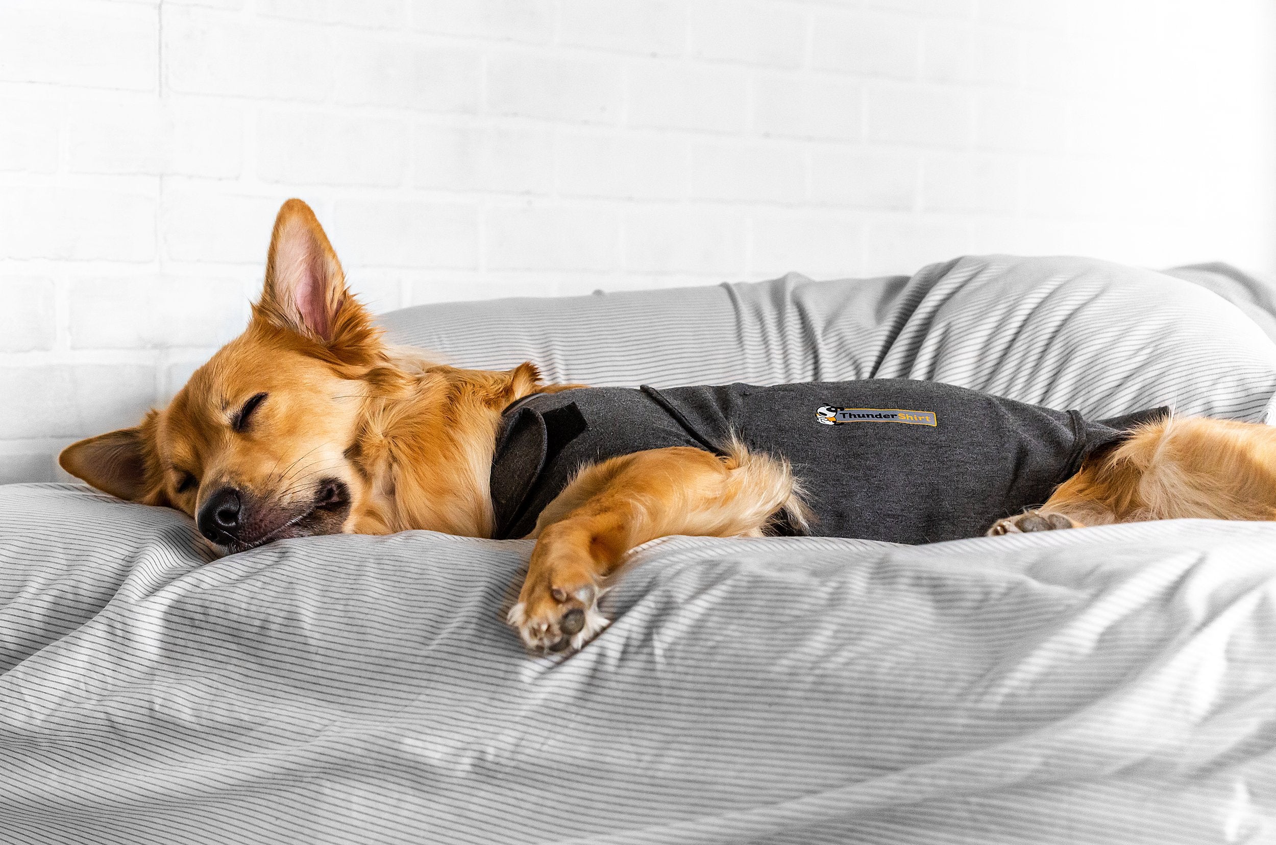 Travaux de tonnerre, Thunderworks ThunderShirt for Dogs : Heather Gray Classic